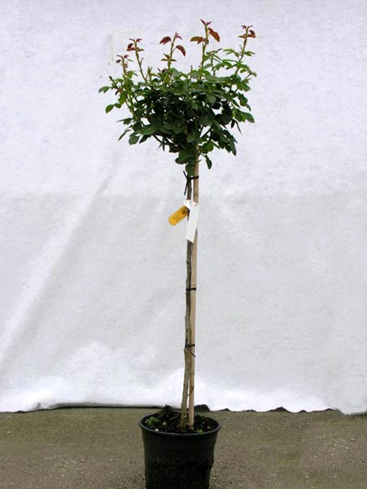 Rosen-Stämmchen Knirps ® Kordes 4 Rosen-Stämmchen Knirps ® Kordes – Bild 2