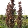 Fagus Sylvatica 'Rohan Obelisk', Rote Säulenbuche -Gartenpflanzen rote saeulenbuche 1280x1280