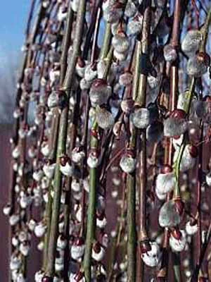 Salix Caprea Pendula, Hängende Kätzchenweide 4 Salix Caprea Pendula, Hängende Kätzchenweide – Bild 2