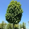 Carpinus Betulus 'Monumentalis', Kleine Säulen-Hainbuche - Hochstamm 1 Carpinus Betulus 'Monumentalis', Kleine Säulen-Hainbuche - Hochstamm -Gartenpflanzen saeulen hainbuche monumenta 1280x1280