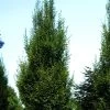 Carpinus Betulus 'Fastigiata', Säulenhainbuche 1 Carpinus Betulus 'Fastigiata', Säulenhainbuche -Gartenpflanzen saeulenhainbuche laub 1280x1280