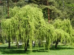 Salix Matsudana 'Tortuosa', Korkenzieherweide -Gartenpflanzen salix matsudana tortuosa 1280x1280