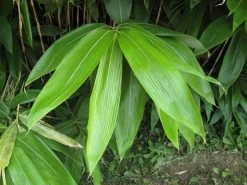 Sasa Palmata 'Nebulosa', Niedriger Großblattbambus -Gartenpflanzen sasa nebulosa blatt55599ed9154b2 1280x1280