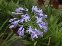 Agapanthus Africanus, Afrikanische Schmucklilie -Gartenpflanzen schmucklilie bluete 1280x1280