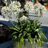 Agapanthus Africanus 'Albus', Weiße Afrikanische Schmucklilie 1 Agapanthus Africanus 'Albus', Weiße Afrikanische Schmucklilie -Gartenpflanzen schmucklilie weiss topf 1280x1280