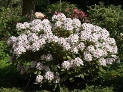 Rhododendron 'Schneeauge'