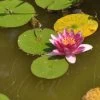 Nymphaea Hybride 'Attraction', Seerose, Teichrose -Gartenpflanzen seerose attraction 1280x1280