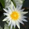 Nymphaea Hybride Hever White, Seerose, Teichrose -Gartenpflanzen seerose hever white 1280x1280