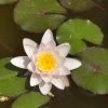 Nymphaea Hybride Marliacea Rosea, Seerose, Teichrose 1 Nymphaea Hybride Marliacea Rosea, Seerose, Teichrose -Gartenpflanzen seerose marliacea rosea 1280x1280