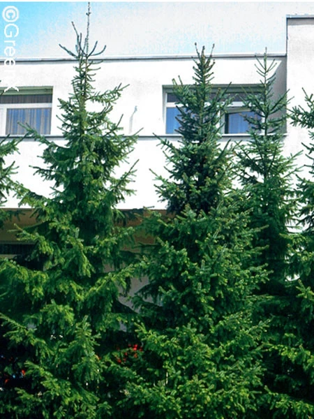 Picea Omorika, Serbische Fichte 6 Picea Omorika, Serbische Fichte – Bild 4
