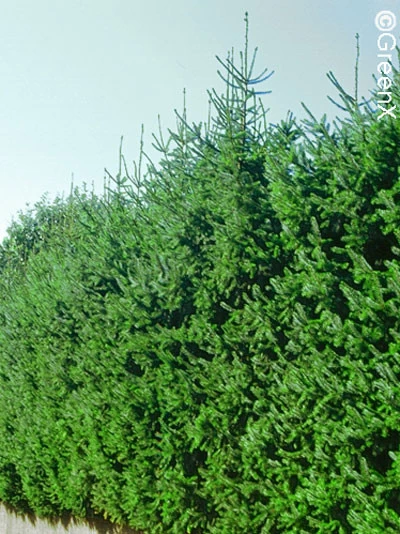 Picea Omorika, Serbische Fichte 3 Picea Omorika, Serbische Fichte