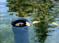 AquaSkim 40, Oberflächenabsauger Von OASE (Art.Nr.56907) -Gartenpflanzen skimmer j 1280x1280