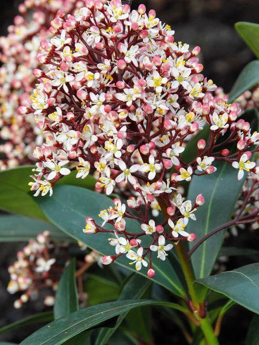 Skimmia Japonica 'Rubella', Japanische Blütenskimmie 3 Skimmia Japonica 'Rubella', Japanische Blütenskimmie