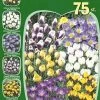 Botanische Krokus-Prachtmischung (Art.Nr. 598226) -Gartenpflanzen sortiment crocus 1280x1280