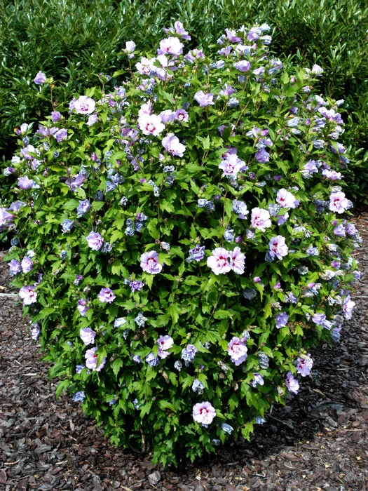 Hibiscus Syriacus 'Souvenir De Charles Breton', Hibiskus 4 Hibiscus Syriacus 'Souvenir De Charles Breton', Hibiskus – Bild 2
