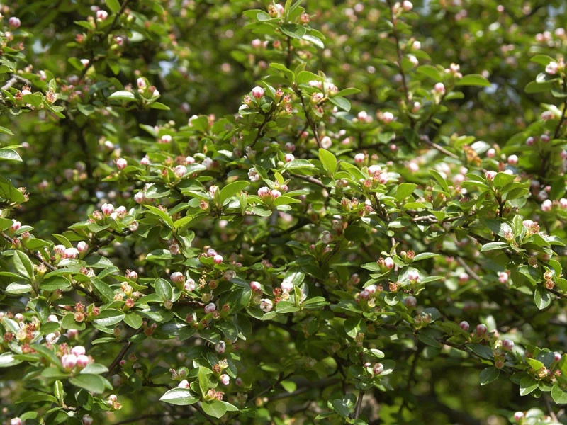 Cotoneaster Divaricatus, Sparrige Zwergmispel 4 Cotoneaster Divaricatus, Sparrige Zwergmispel – Bild 2