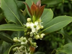 Ilex Aquifolium, Gemeine Stechpalme, Hülse -Gartenpflanzen stechpalme 1280x1280