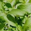 Zuckerblatt, Süßkraut, Süßblatt, Stevia Rebaudiana -Gartenpflanzen stevia rebaudiana zuckerblatt 78960 1 1280x1280