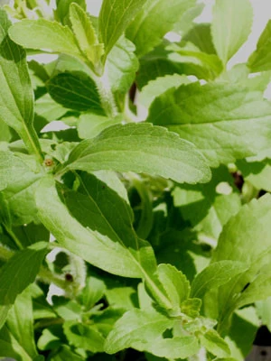 Zuckerblatt, Süßkraut, Süßblatt, Stevia Rebaudiana 3 Zuckerblatt, Süßkraut, Süßblatt, Stevia Rebaudiana
