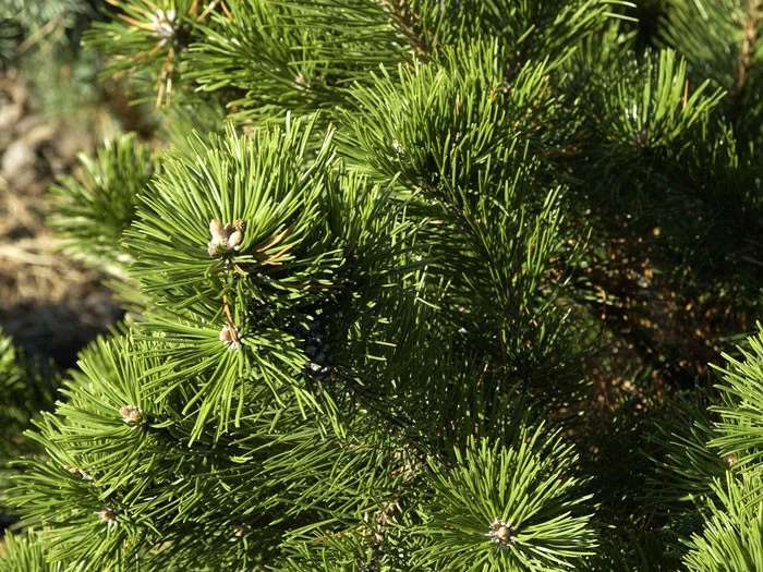 Pinus Mugo 'Gnom', Strauch-Kiefer 4 Pinus Mugo 'Gnom', Strauch-Kiefer – Bild 2