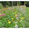 Blumenwiese - Super Premium Mischung 1 Blumenwiese - Super Premium Mischung -Gartenpflanzen super premium mischung 1280x1280