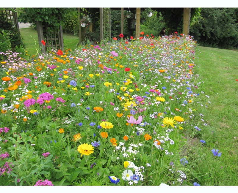 Blumenwiese - Super Premium Mischung 3 Blumenwiese - Super Premium Mischung