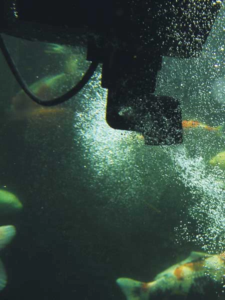 SwimSkim 50 Von OASE (Art.Nr.50170) 5 SwimSkim 50 Von OASE (Art.Nr.50170) – Bild 3