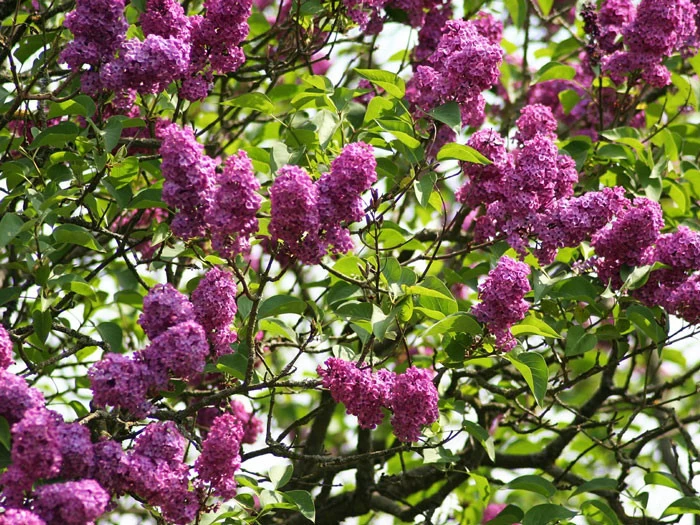 Syringa Vulgaris 'Charles Joly', Edel-Flieder 5 Syringa Vulgaris 'Charles Joly', Edel-Flieder – Bild 3