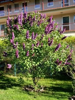 Syringa Vulgaris 'Andenken An Ludwig Späth' -Gartenpflanzen syringa ludwig spaeth55599f4a6ec44 1280x1280