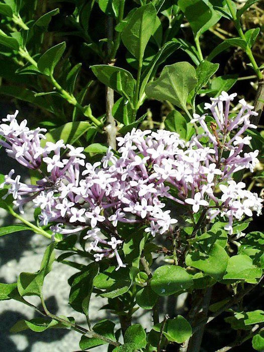 Syringa Meyeri 'Palibin', Zwerg-Duftflieder 3 Syringa Meyeri 'Palibin', Zwerg-Duftflieder