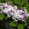 Syringa Microphylla 'Superba', Herbstflieder 2 Syringa Microphylla 'Superba', Herbstflieder -Gartenpflanzen syringa superba bluete 1280x1280