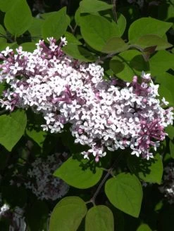 Syringa Microphylla 'Superba', Herbstflieder