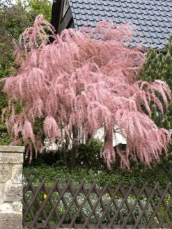 Tamarix Parviflora, Frühlingstamariske