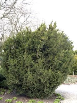 Taxus Media 'Hicksii', Becher-Eibe -Gartenpflanzen taxus hicksii 1280x1280
