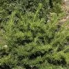 Taxus Baccata 'Repandens', Tafel-Eibe -Gartenpflanzen taxus repandens 1280x1280