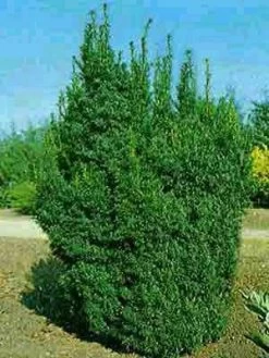 Taxus Baccata 'Overeynderi' -Gartenpflanzen taxus overeynderi k55599b6ed770e 1280x1280