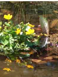 Stauden-Sortiment Für Den Teichrand (12 Stück)