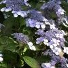 Hydrangea Serrata 'Bluebird', Teller-Hortensie -Gartenpflanzen teller hortensie blue bird 1280x1280