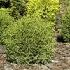 Thuja Occidentalis 'Danica', Zwerg-Kugellebensbaum -Gartenpflanzen thuja danica 1280x1280