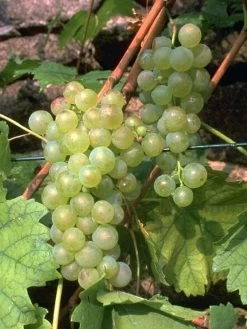 Tafel- Und Weintraube Weißer Gutedel