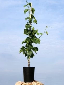 Kernarme Tafeltraube New York Muscat -Gartenpflanzen traubenrebe55599c4c50b1c 1280x1280