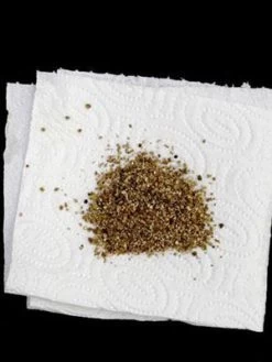 Aphidoletes-Gallmücke (Art.Nr. KB4046) 7 Aphidoletes-Gallmücke (Art.Nr. KB4046) -Gartenpflanzen versand aphidoletes muecke 80529 2 1280x1280