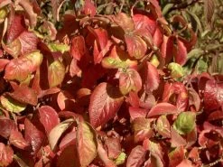 Viburnum Carlesii 'Aurora', Wohlriechender Schneeball 7 Viburnum Carlesii 'Aurora', Wohlriechender Schneeball -Gartenpflanzen viburnum aurora herbst 1280x1280