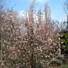 Viburnum Bodnantense 'Dawn', Winterschneeball 2 Viburnum Bodnantense 'Dawn', Winterschneeball -Gartenpflanzen viburnum dawn 1280x1280