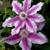Clematis 'Carnaby' -Gartenpflanzen waldrebe carnaby 1280x1280