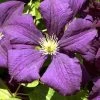 Clematis Viticella 'Etoile Violette' 1 Clematis Viticella 'Etoile Violette' -Gartenpflanzen waldrebe etoile violette 1280x1280