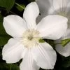 Clematis 'Madame Le Coultre' -Gartenpflanzen waldrebe madame le coulte 1280x1280