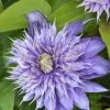 Clematis 'Multi Blue' -Gartenpflanzen waldrebe multi blue 1280x1280