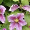 Clematis 'Piilu' -Gartenpflanzen waldrebe piilu 1280x1280