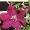 Clematis 'Rouge Cardinal' -Gartenpflanzen waldrebe rouge cardinal 1280x1280